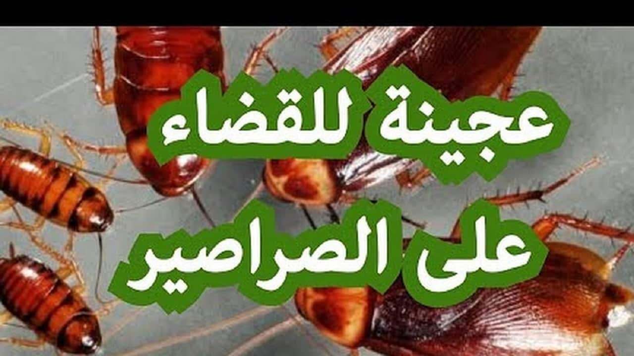 عجينة التخلص من الصراصير سحرية في نتيجتها عشان مش هتلاقي أي حشرات في بيتك