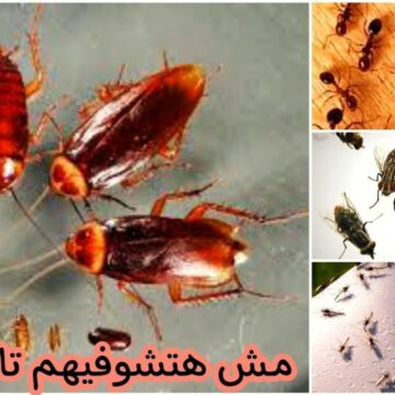 هتختفي فوراً.. عجينة منزلية سحرية للقضاء على الصراصير والنمل والحشرات في ثواني بدون مبيدات