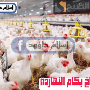 ”الفراخ بكام“.. انخفاض في أسعار الدواجن اليوم الثلاثاء 27 فبراير 2024