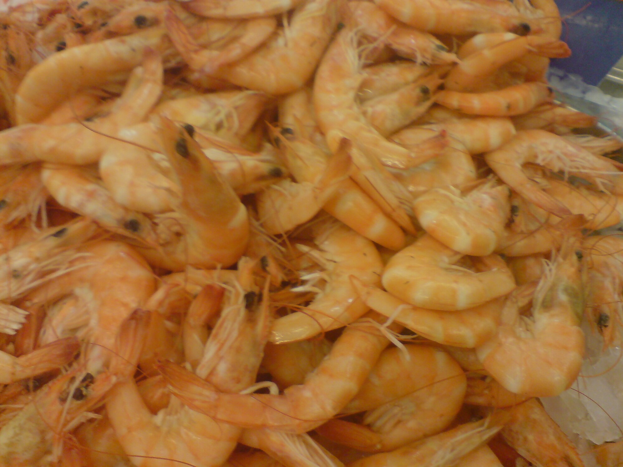 Shrimp Crangon crangon