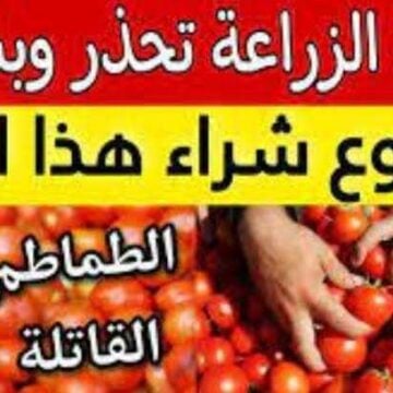 اوعي تشتريها حتى لو ببلاش.. وزارة الصحة تحذر من شراء هذا النوع من الطماطم خدي بالك عشان عيالك