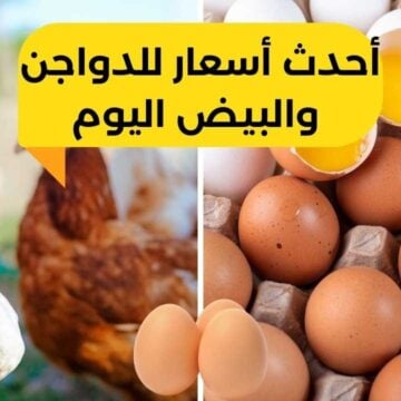 قبل شهر رمضان.. هبوط جديد في أسعار الدواجن اليوم الأحد 25 فبراير.. ومفجأة في سعر البيض