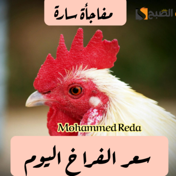 خزن قبل رمضان.. مفاجأة في أسعار الفراخ اليوم الأحد 25 فبراير 2024.. وكم يبلغ ثمن البط