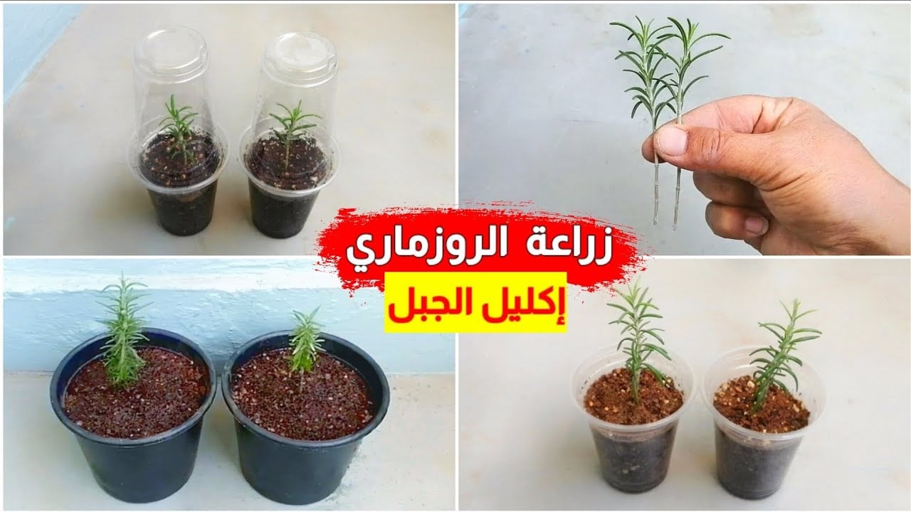 ازرعي النبات العطري في بيتك .. طريقة زراعة الروزماري في البيت بخطوات سهلة للمبتدئين