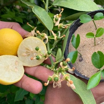 خزنيه لرمضان..  طريقة عبقرية لزرع الليمون فى المنزل باحترافية من ثمرة ليمون من الثلاجة بدون تكاليف ولا مجهود