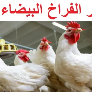 “إنخفاض طفيف” سعر الفراخ والدواجن اليوم السبت 24 فبراير في الأسواق