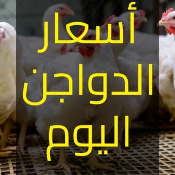 أسعار بورصة الدواجن اليوم الأحد 25/2/2024 في بداية تعاملات الأسواق المصرية