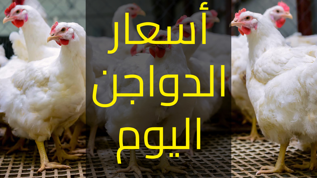 أسعار بورصة الدواجن اليوم الثلاثاء 13/2/2024 والبيض في تعاملات الأسواق المصرية