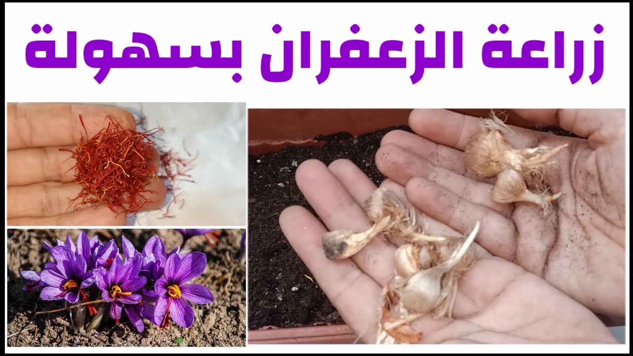 ” أغلى توابل العالم” طريقة زراعة الزعفران في المنزل من الألف إلى الياء