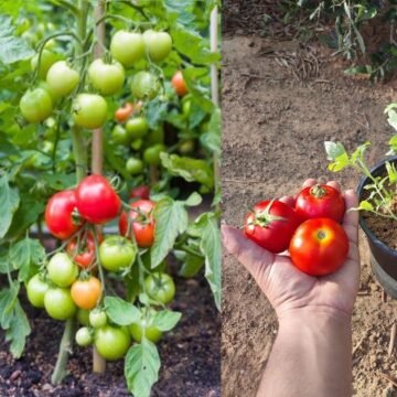 بسرعة الصاروخ.. زراعة الطماطم من البذور بكل سهولة بطريقة عبقرية مضمونة هتوفرلك فلوس كتير
