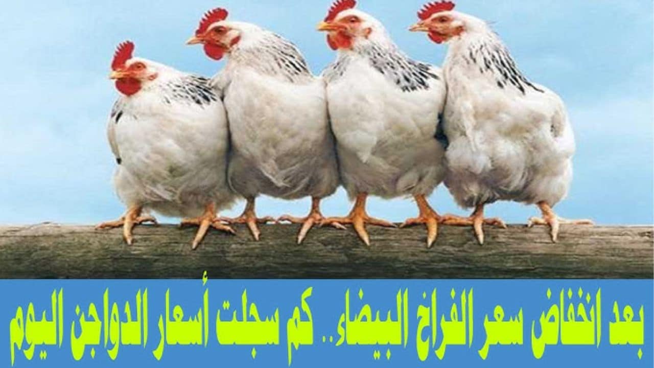 أسعار الفراخ البيضاء اليوم الأربعاء 19-11-2025 … شوفوا السوق وصل لإيه