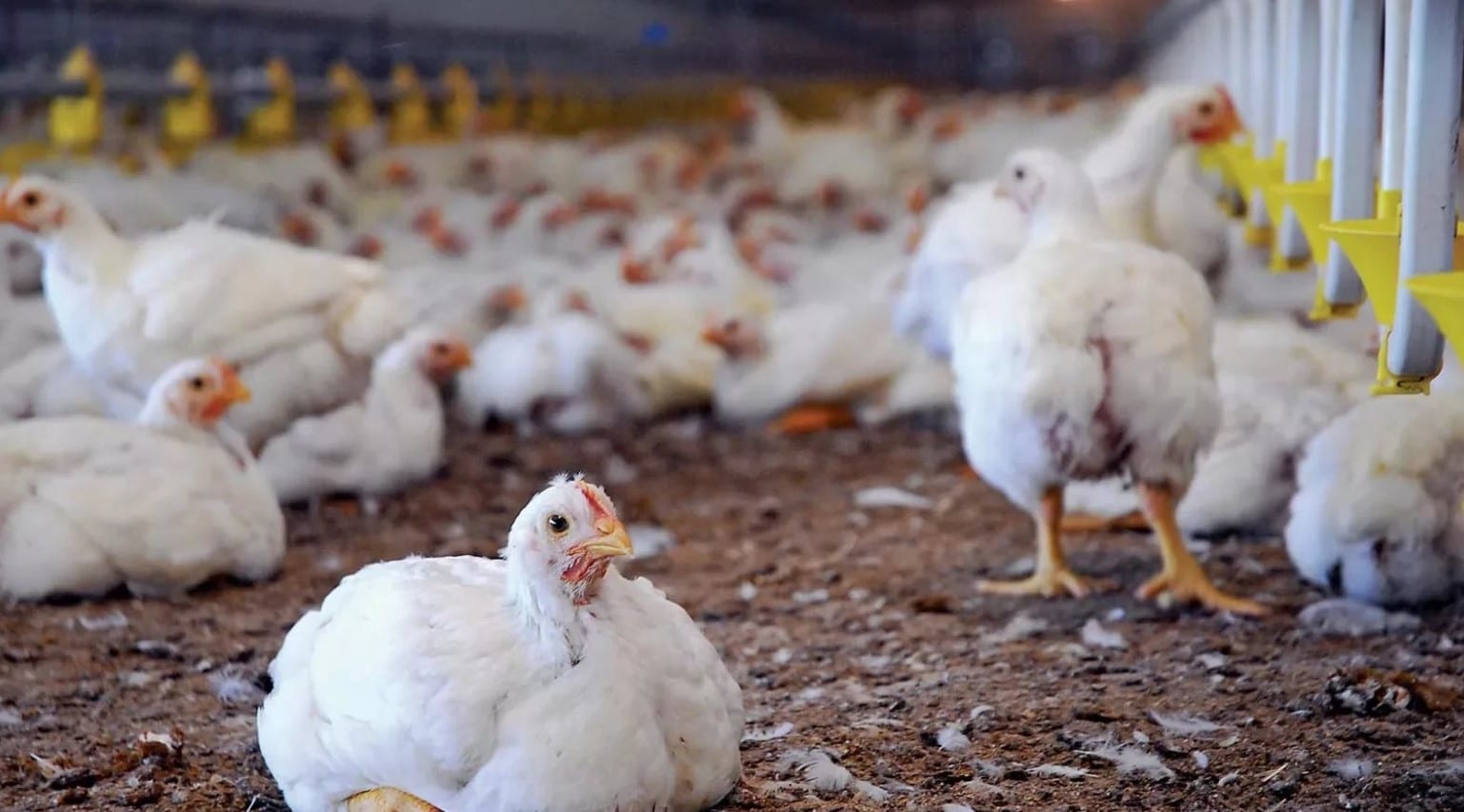 بكام الكيلو.. سعر بورصة الدواجن اليوم أسعار الفراخ البيضاء الأربعاء 10 ديسمبر 2025 للتجار والمستهلكين