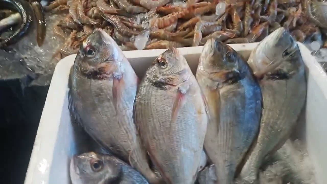 الطازج والمجمد.. أسعار السمك في سوق العبور اليوم الاربعاء 10 ديسمبر 2025 وفي الاسواق المحلية