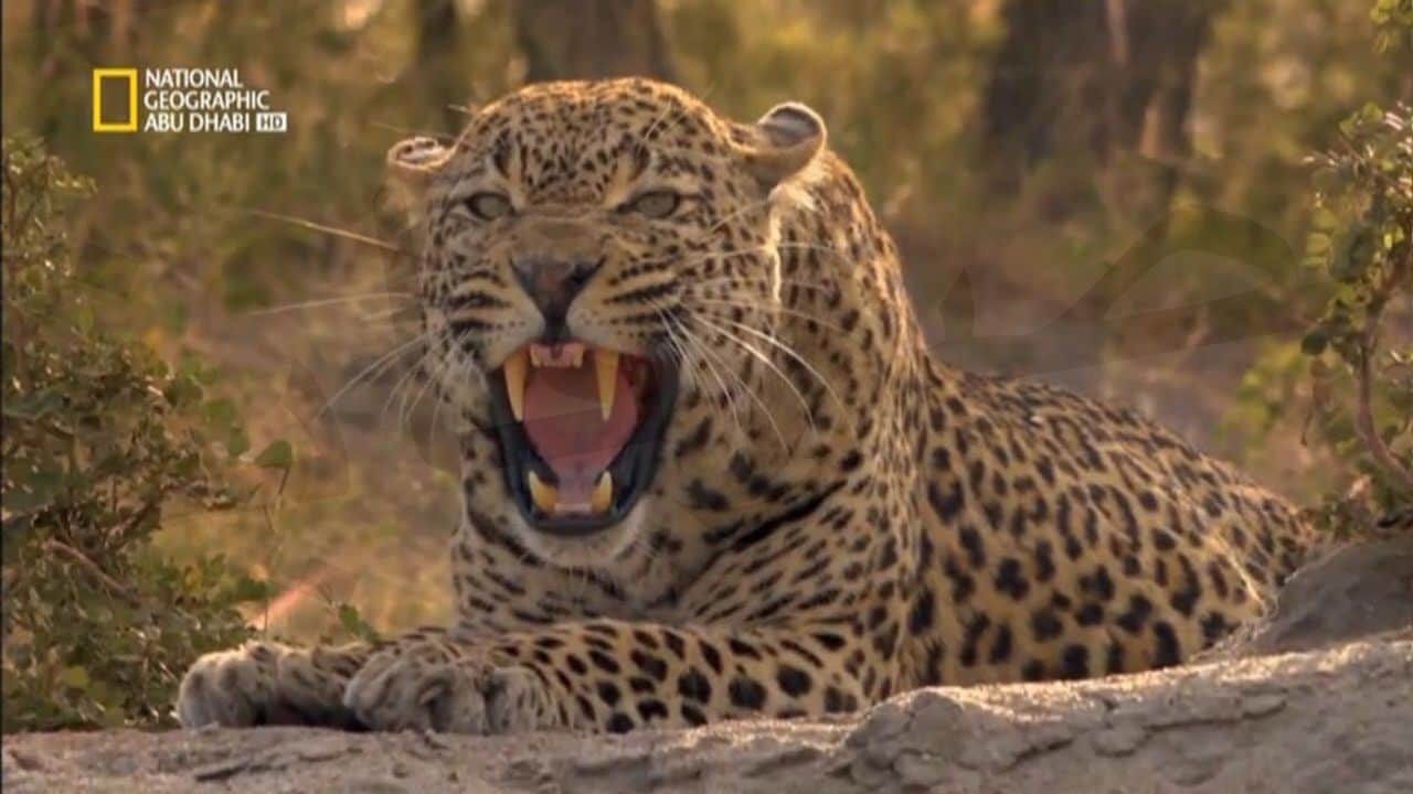 اكتشف أسرار الكون والحياة البرية.. ضبط تردد قناة ناشيونال جيوغرافيك مدبلج بالعربي بجودة عالية - بوابة الصبح